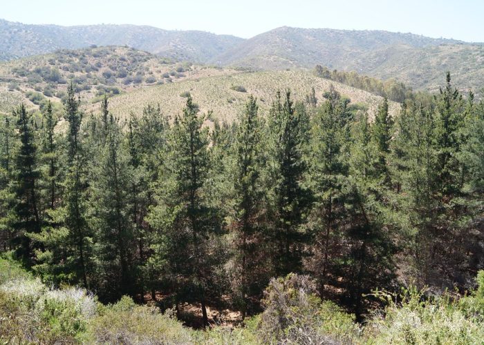Plantación de pino